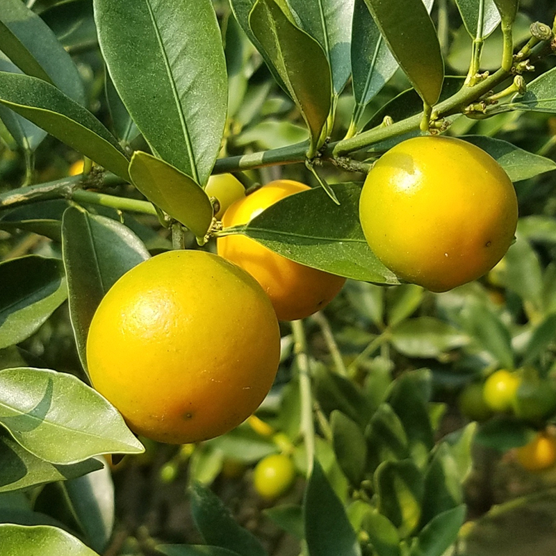  ƤСӹִƤڰƤ5