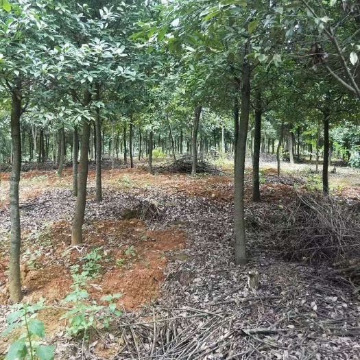 宜良县球花石楠各种大小规格  地苗  断根苗  袋苗