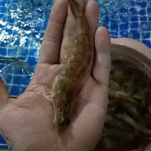 永州近缘新对虾  冷冻大基围虾