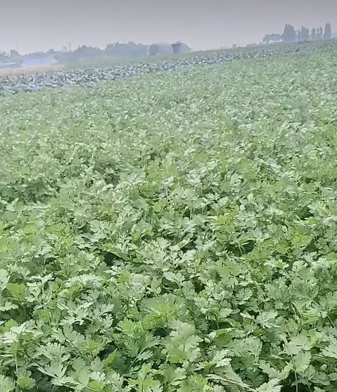 香菜批发，各种香菜20到45厘米。原产品地50亩香菜
