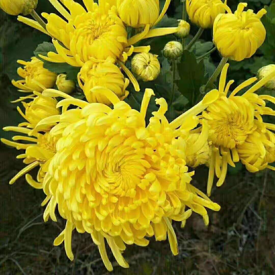 皇冠菊苗  菊花苗四季開花菊花盆栽地栽重生苗室內(nèi)外陽臺好養(yǎng)耐