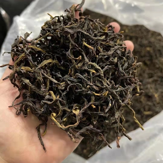 饶平县单丛茶  凤凰单枞茶高山茶
