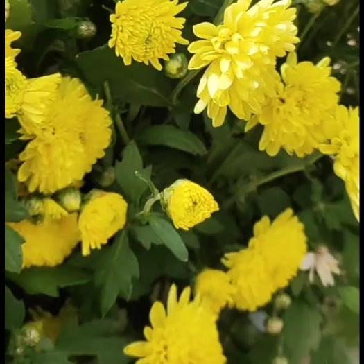 凤庆县金丝皇菊花  双龙金丝黄菊