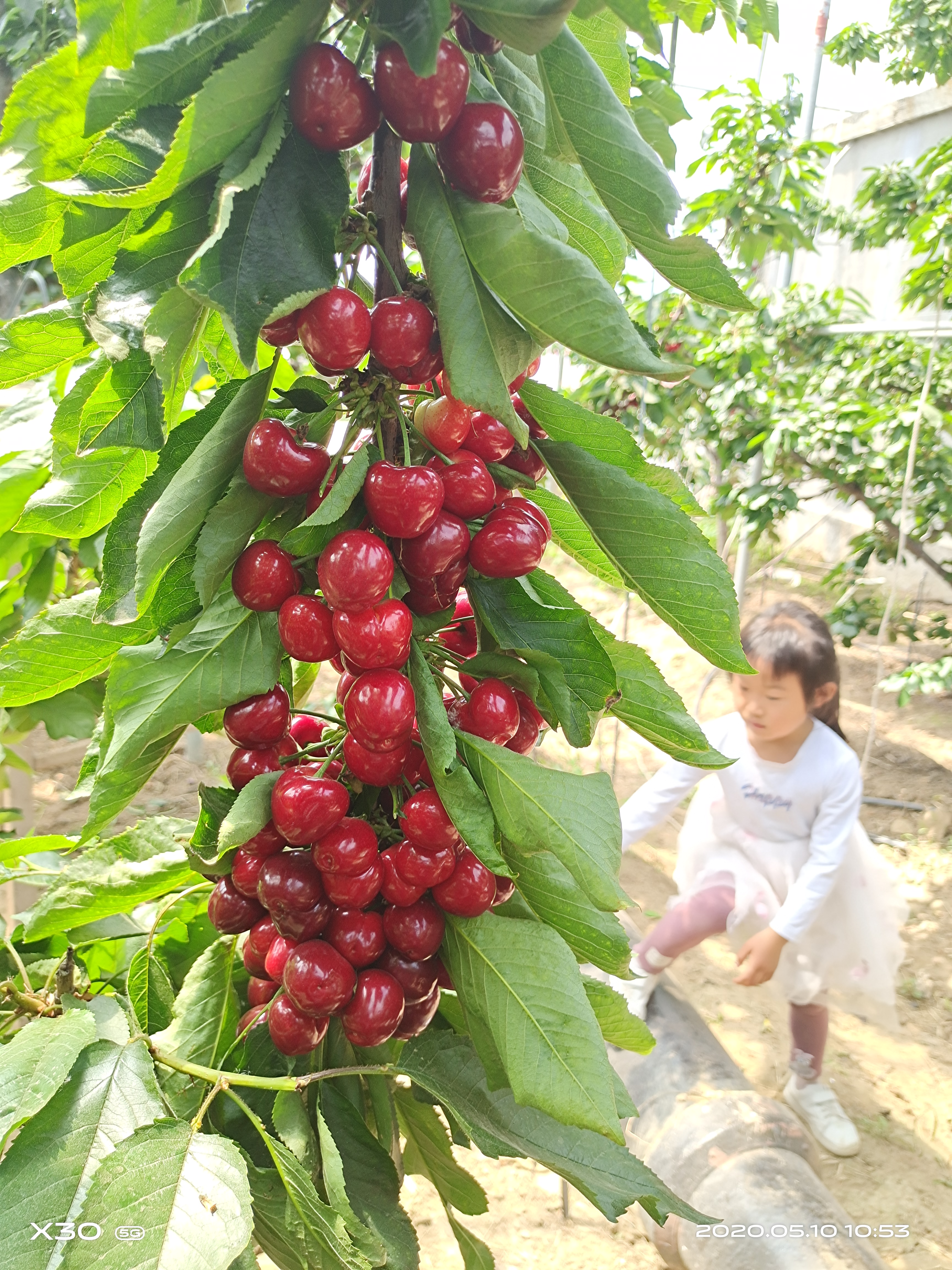 肥城市樱桃苗  组培矮化吉塞拉美早俄罗斯八号布鲁克斯塔玛拉桑提娜大