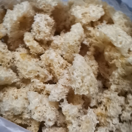 通江县椴木银耳 中国四川通江银耳