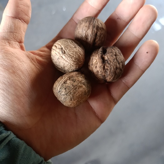 左权县山核桃 核桃