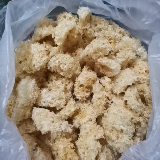 通江县椴木银耳 椴木银再