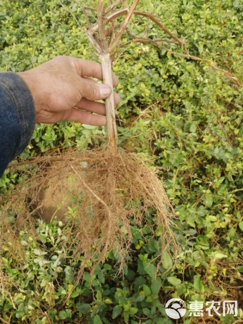 四季金银花苗  封丘树型四季花原产地直供