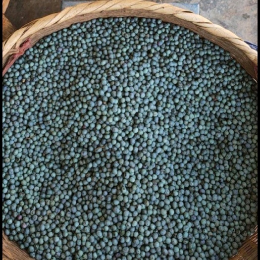 昆明清香木种子，，绿化专用
