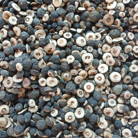 荣县枳实，各类枳实枳壳，陈皮大量有货，寻实力商家长期合作