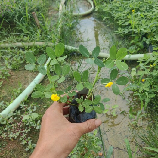 揭阳小花矮牵牛   蔓花生藤(满地黄金藤)(假花生)