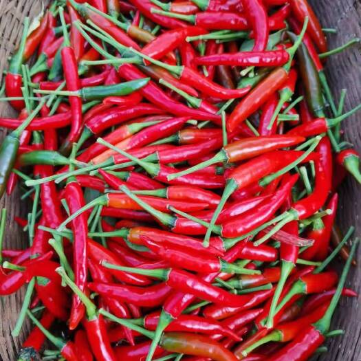 昆明小米椒 小米辣