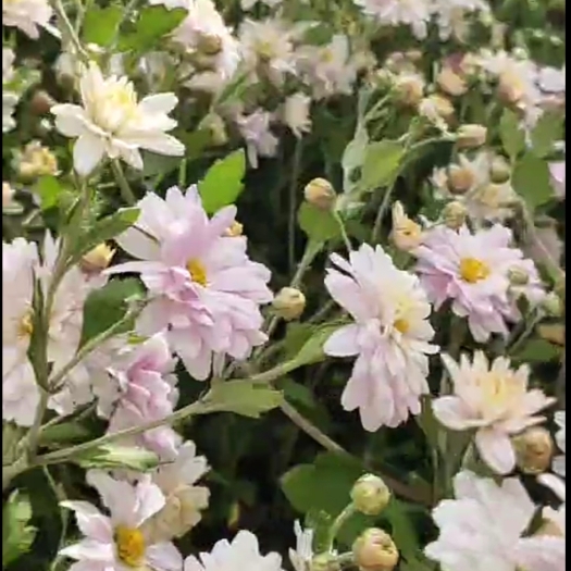 凤庆县双龙白菊