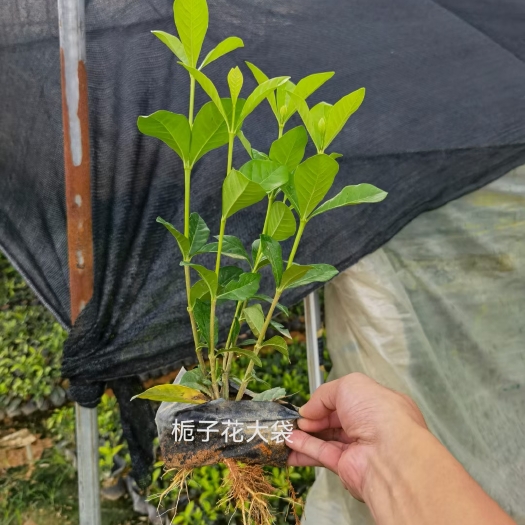 小叶栀子  栀子花(七斤袋)白花，清香型