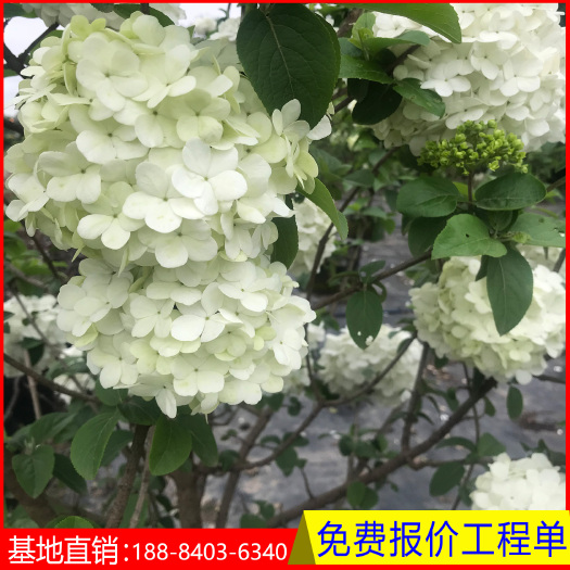 成都木本绣球   庭院别墅园林绿化工程   白绣球绣球花