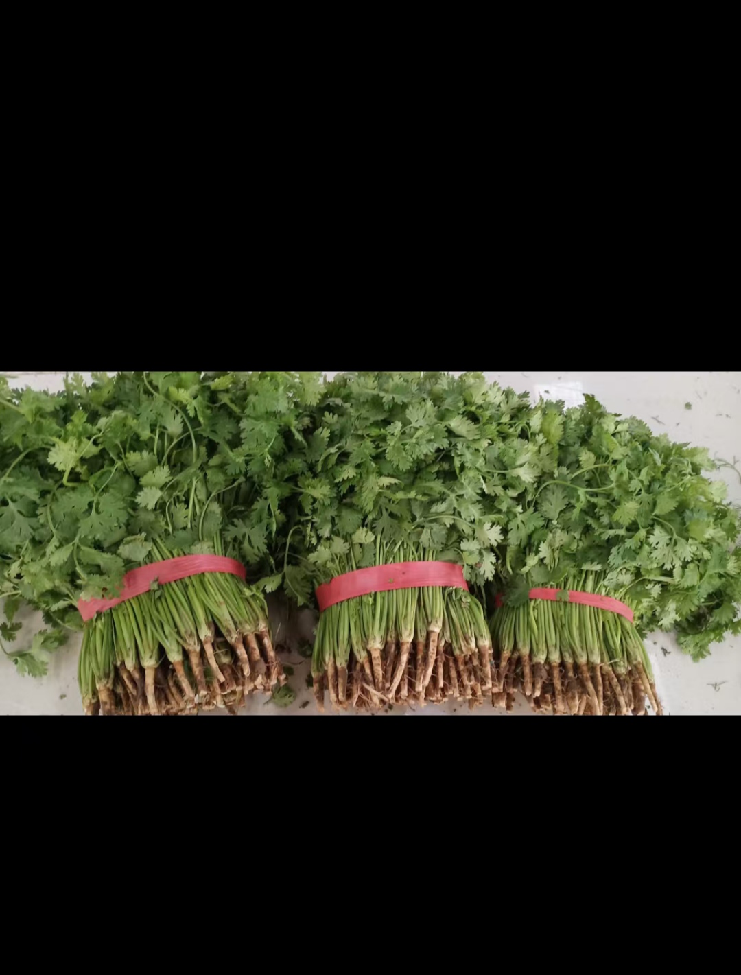 香菜批发，各种香菜20到45厘米。原产品地50亩香菜