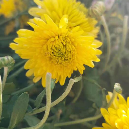 凤庆县金丝皇菊花  双龙菊花