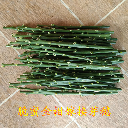 融水县脆蜜金柑枝条  接穗