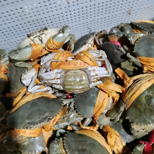 响水县青蟹 母蟹 
