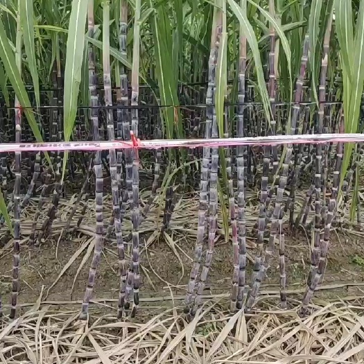 蒙城县甘蔗