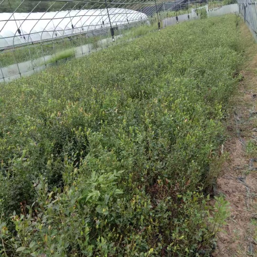 上饶蓝莓苗V3