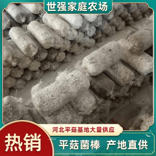 邯郸平菇菌种 出菇菌棒，批量高产食用菌菌种 提供售后种植技术