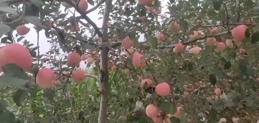 兴平市红富士苹果  纸袋晚熟红富士，肉质致密细脆，个大色亮水分足，果汁多，有香味