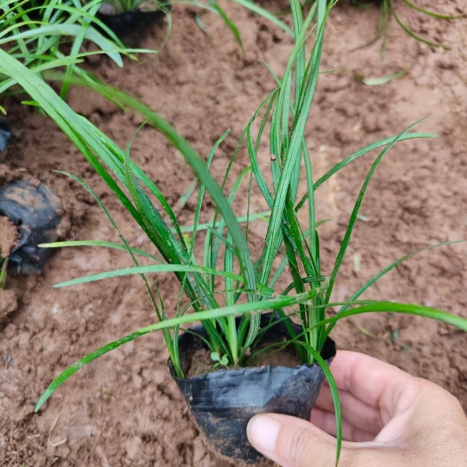 青州市草坪麦冬草，多芽麦冬草