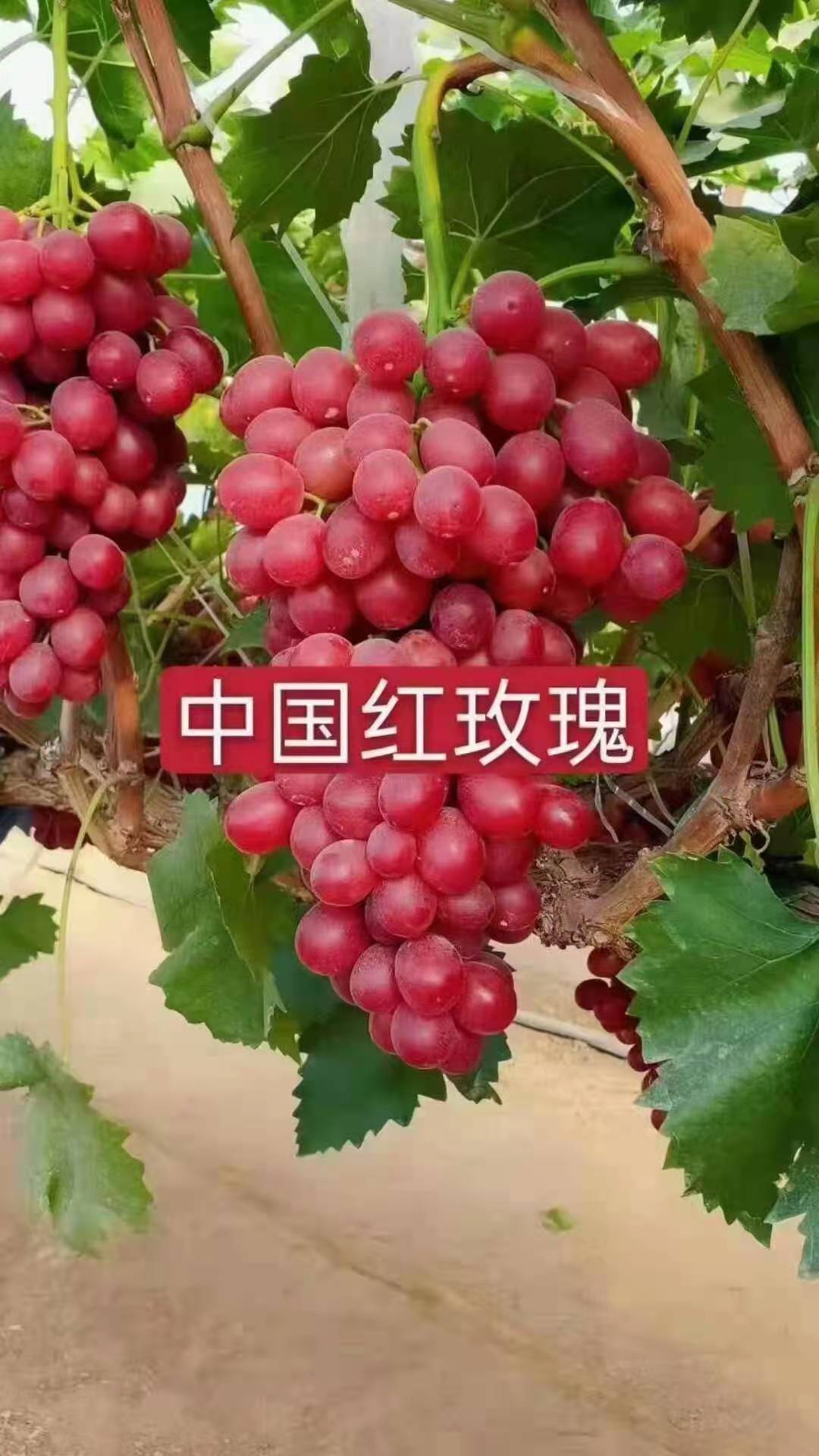 卢龙县卡式玫瑰葡萄苗 中国红玫瑰