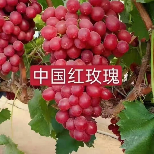 卢龙县卡式玫瑰葡萄苗 中国红玫瑰