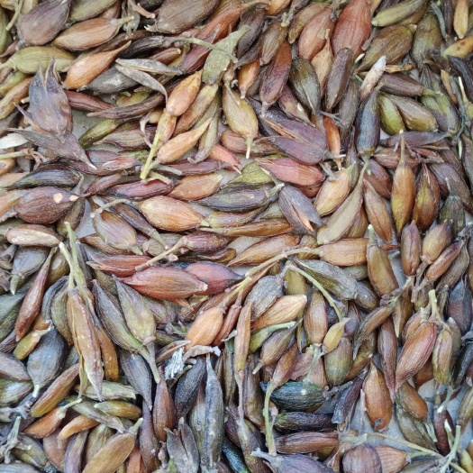 大庆紫丁香种子（带壳）