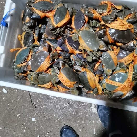 响水县锯缘青蟹