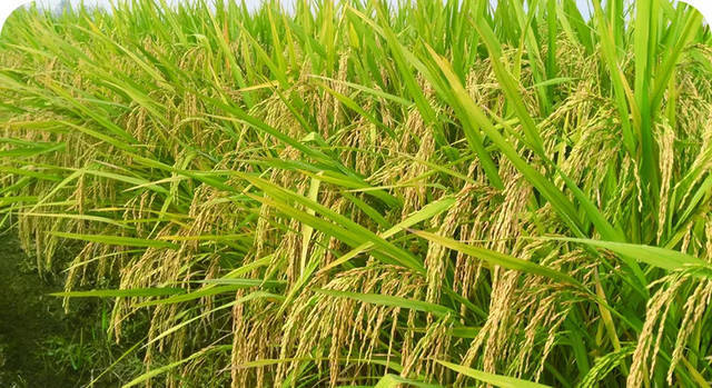 鄱阳县2021新谷，鄱阳湖沙田黄花粘。颗粒饱满，米质优良。