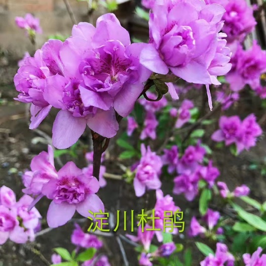 丹东抗寒高山杜鹃苗