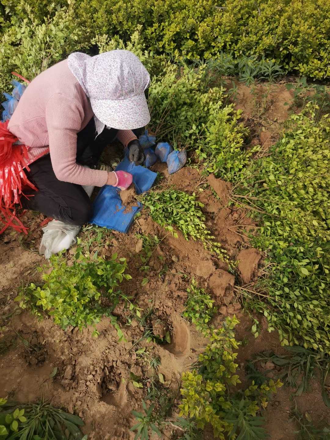 金葉女貞苗 金葉女貞 60－80高，苗圃大量出售 質(zhì)優(yōu)價廉