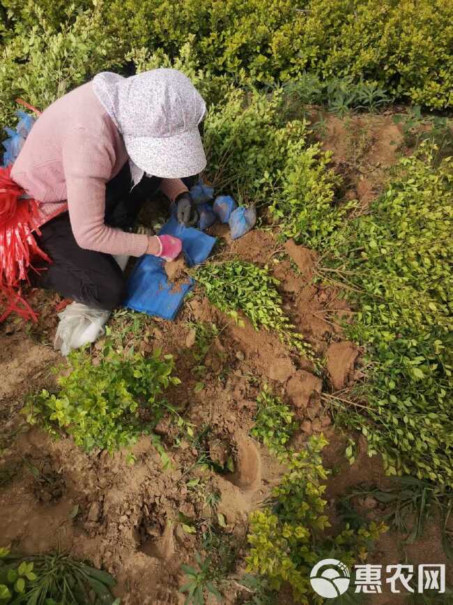 金叶女贞苗 金叶女贞 60－80高，苗圃大量出售 质优价廉