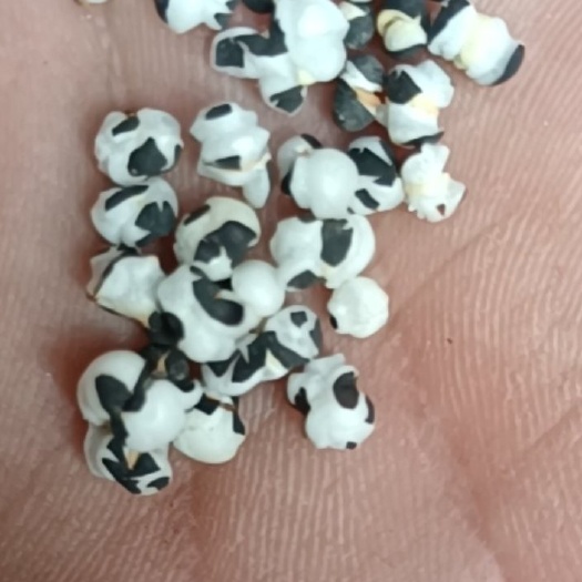 王不留行 批发各种中药材