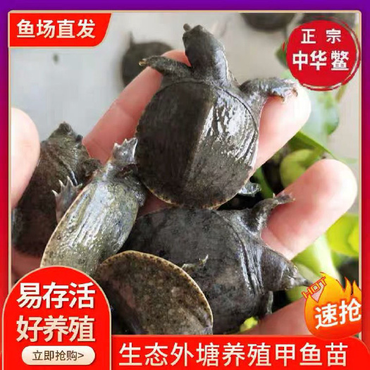 甲鱼苗中华甲鱼苗外塘冷水甲鱼苗养殖水鱼鳖苗中华苗活体批发包邮