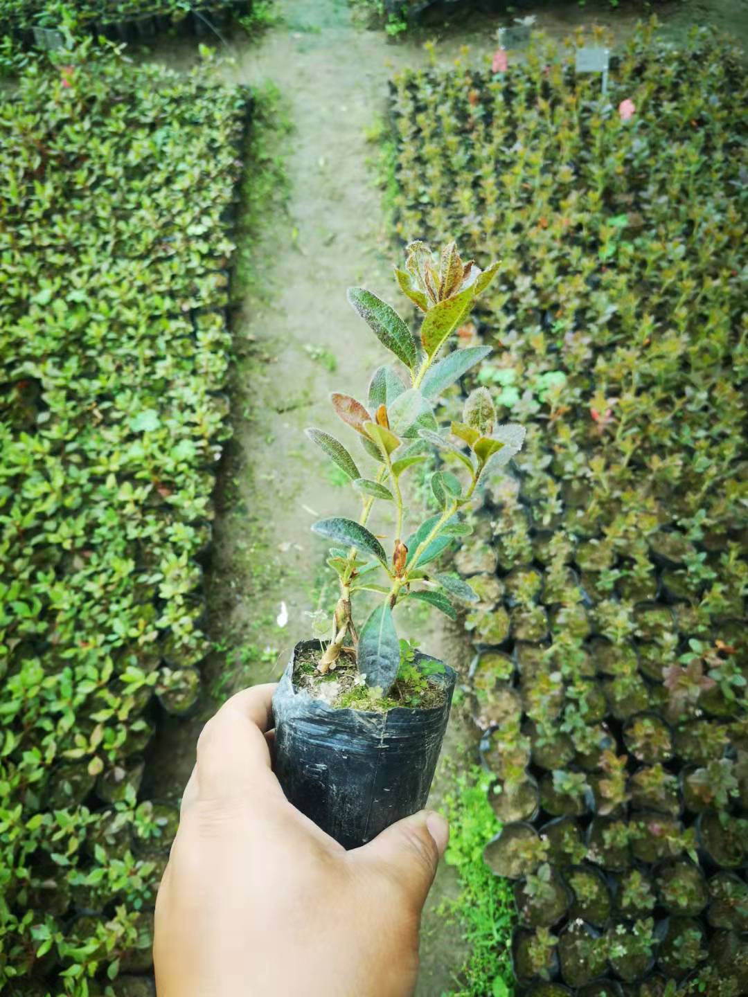 抗寒高山杜鹃苗