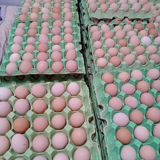 获嘉县土鸡蛋 小码蛋 食用 箱装 
