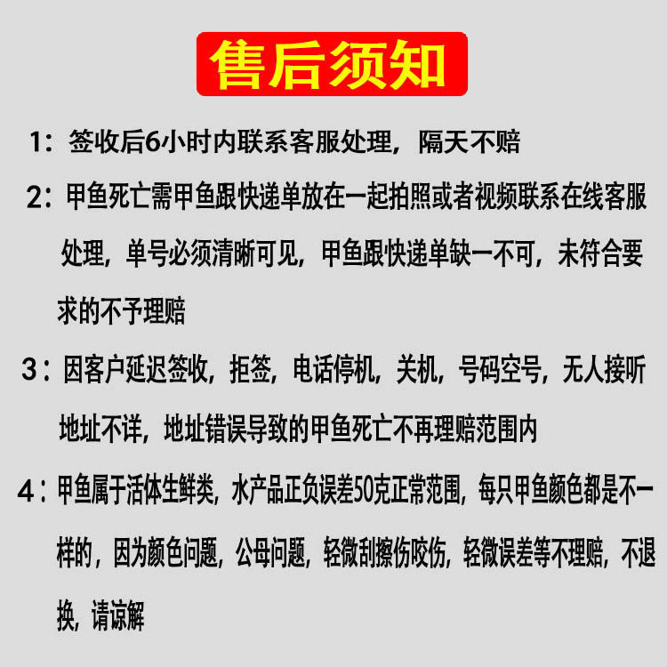 甲鱼苗中华甲鱼苗外塘冷水甲鱼苗养殖水鱼鳖苗中华苗活体批发包邮