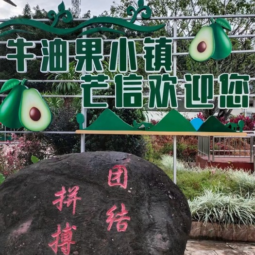 孟连县【孟连基地直销】牛油果之乡孟连牛油果支持代发