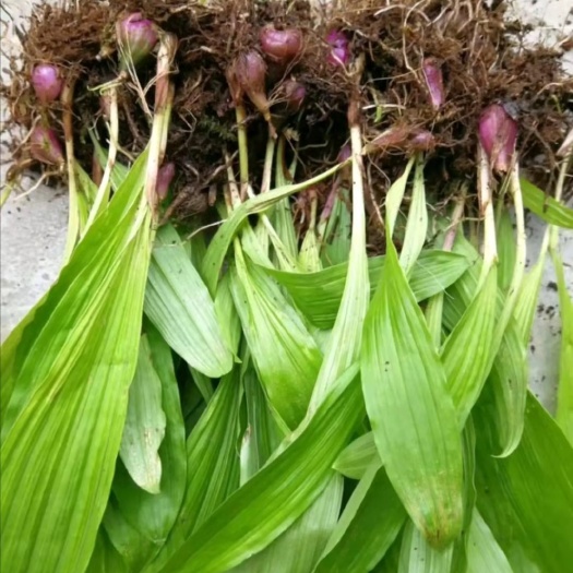 营山县山慈菇种苗 毛慈菇 山慈菇 种苗供应 四川种植基地现挖现卖