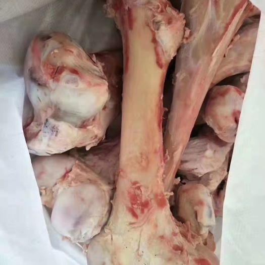 郑州牛骨髓  牛棒骨