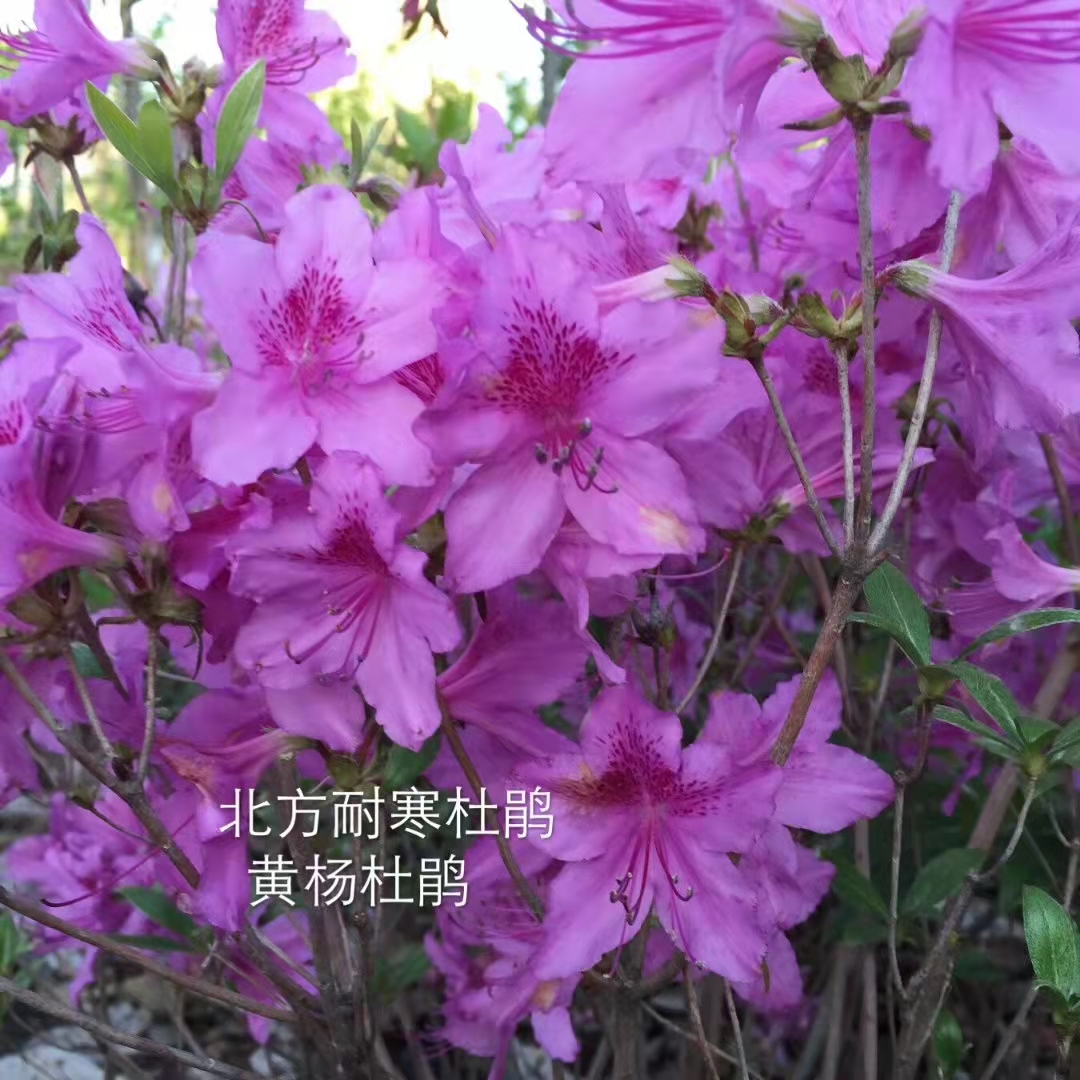 抗寒高山杜鹃苗