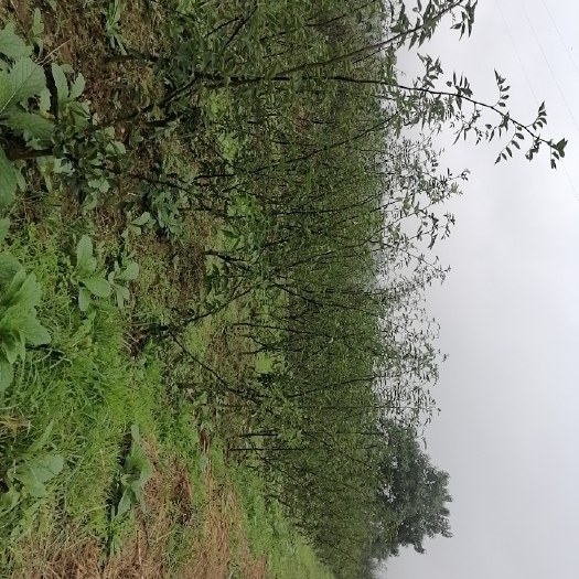 潼关县无刺花椒苗  预定20 20年优选培育的无刺黄盖花椒嫁接土球营养袋苗木