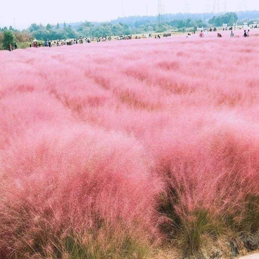 沭阳县粉黛乱子草种子 粉黛乱子草种毛芒乱子草花海粉米利庭院花卉多年