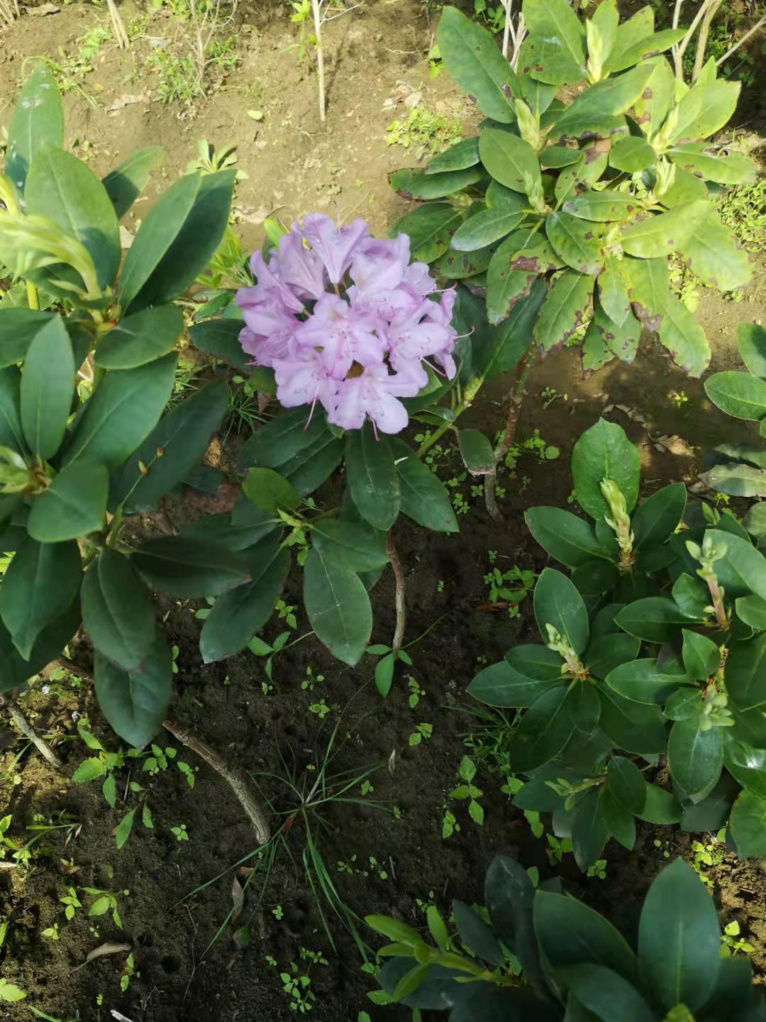 抗寒高山杜鹃苗