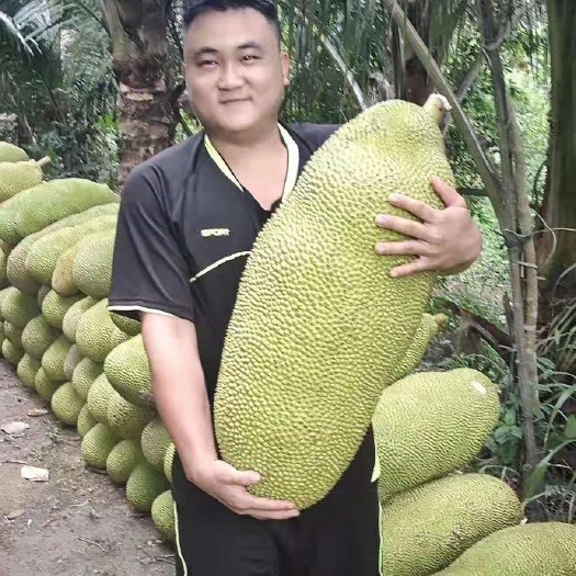 万宁市 海南菠萝蜜一整个当季波罗蜜批发新鲜水果应季热带水果当季优惠