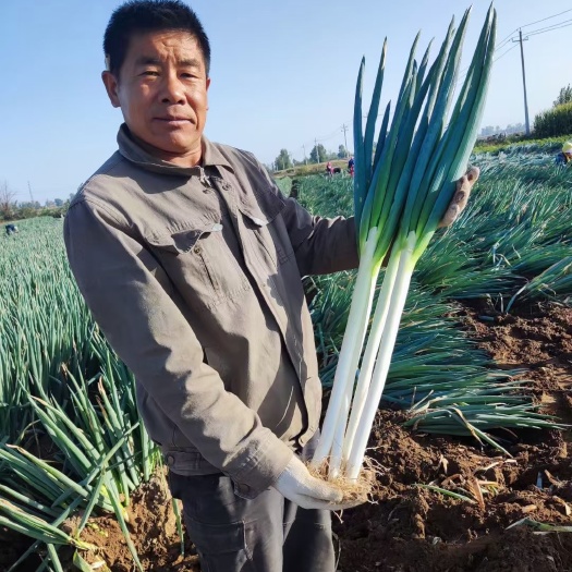 周口大葱 钢葱 长白葱 小分葱 一件代发 常年供应全国电商市场